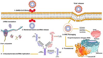 Frontiers | Molecular And Clinical Investigation Of COVID-19: From ...